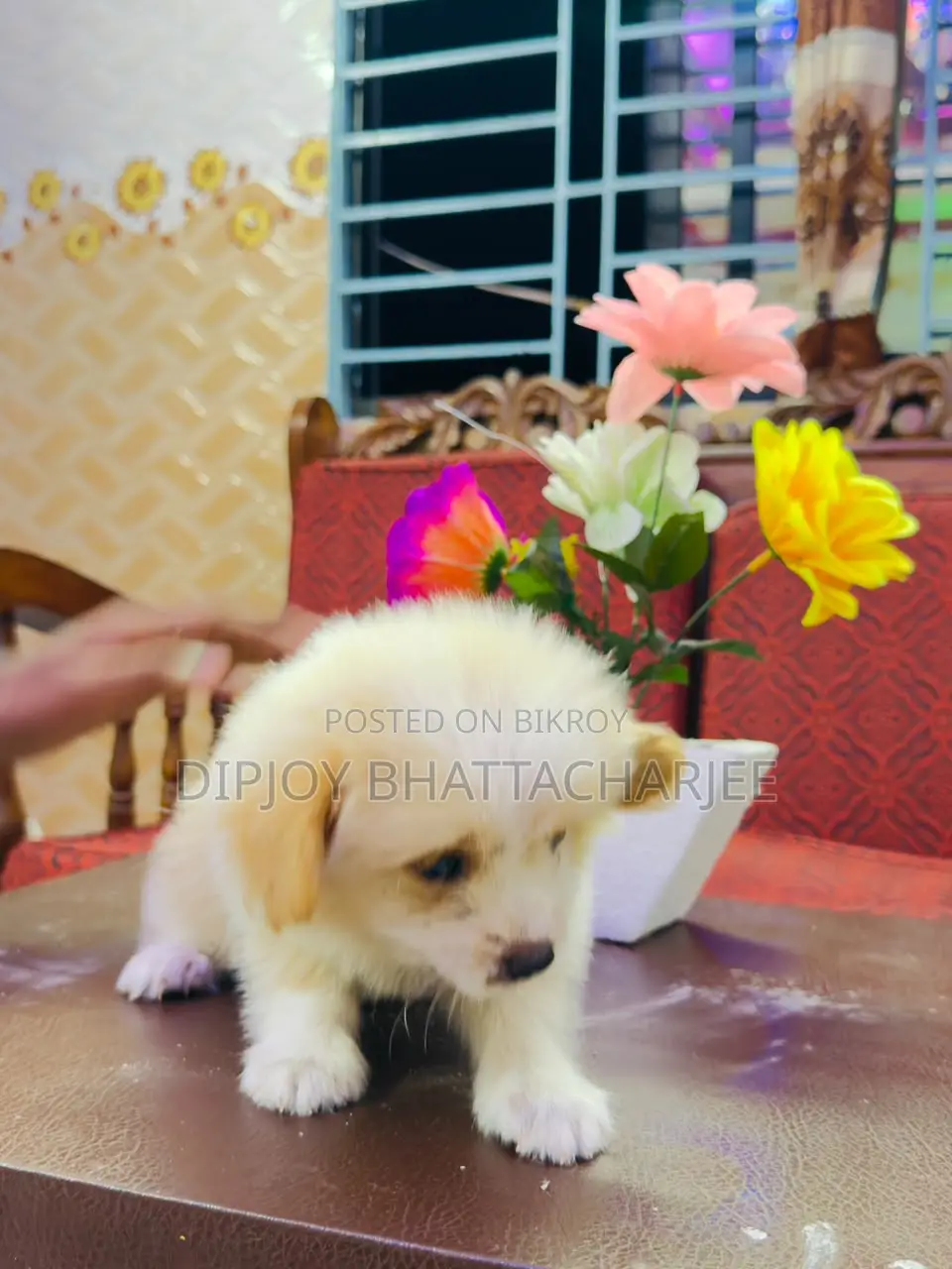 1-3 months Male Purebred Lhasa Apso