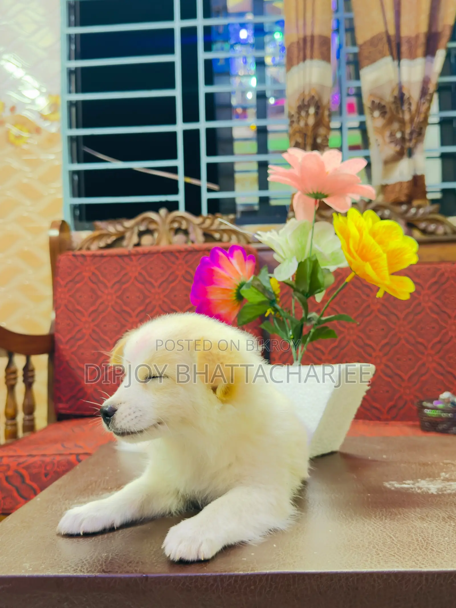 1-3 months Male Purebred Lhasa Apso