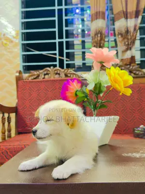 1-3 months Male Purebred Lhasa Apso