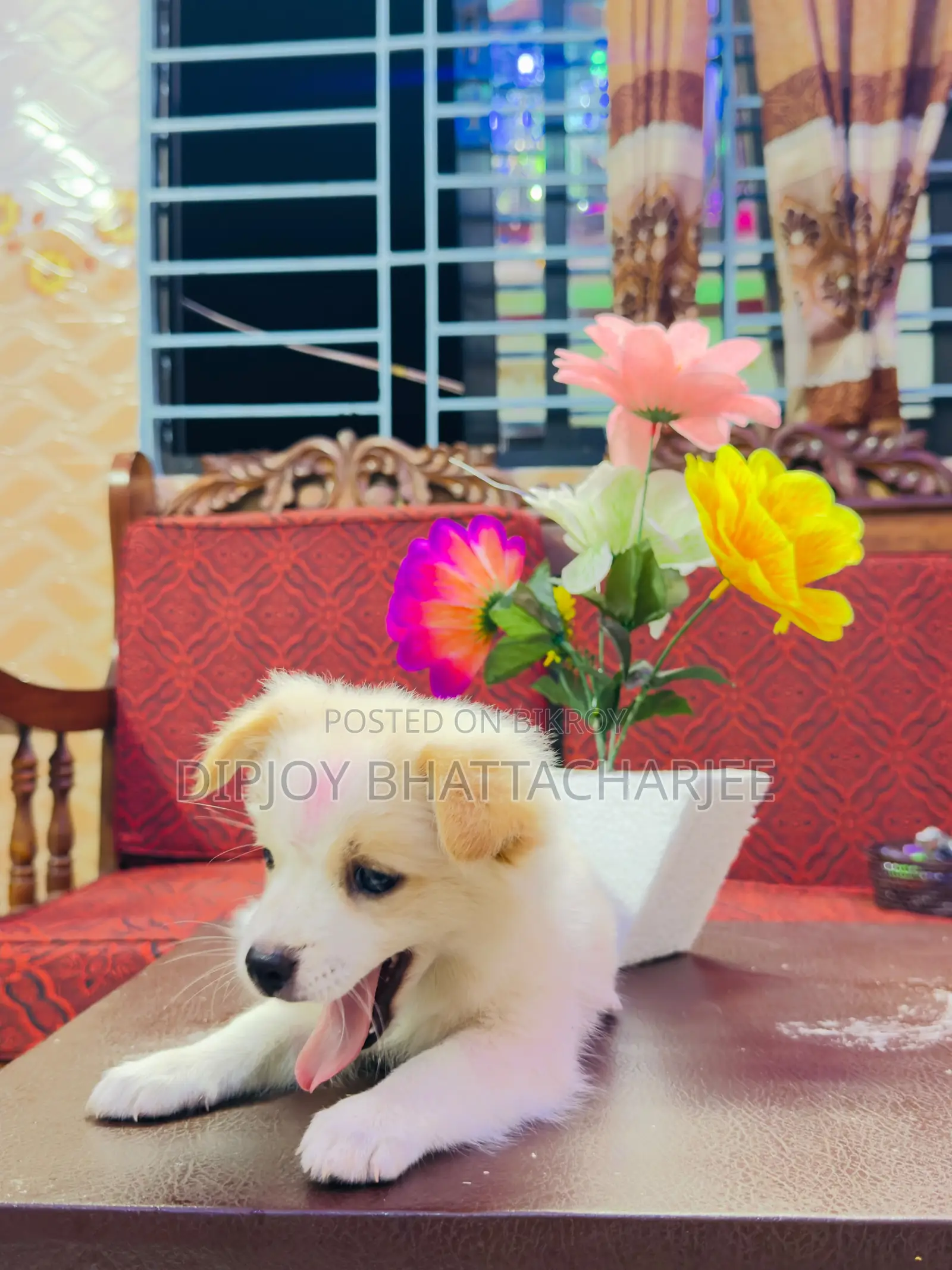 1-3 months Male Purebred Lhasa Apso
