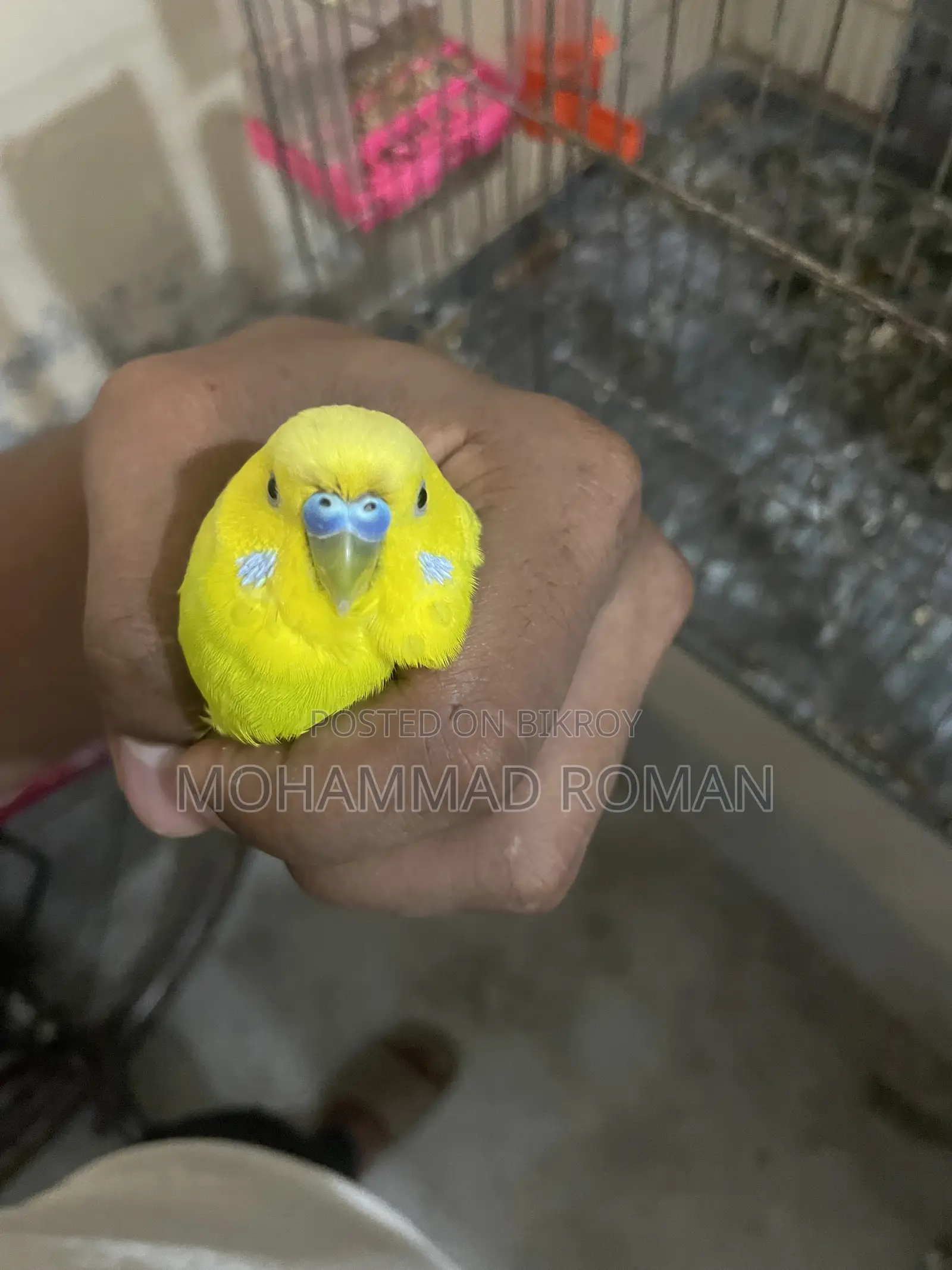 Fully Adult Budgies Ready for Mating