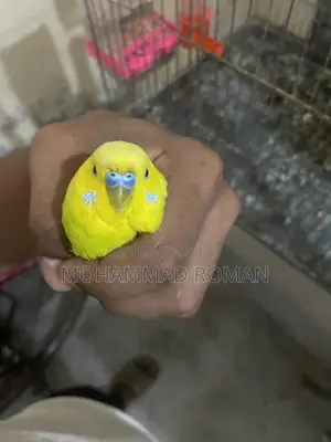 ফুল অ্যাডাল্ট বাজরিগার মিটিংয়ে আছে