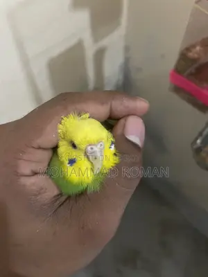 Fully Adult Budgies Ready for Mating