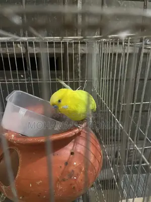 Fully Adult Budgies Ready for Mating
