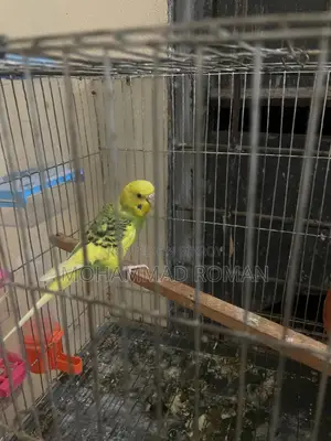 Fully Adult Budgies Ready for Mating