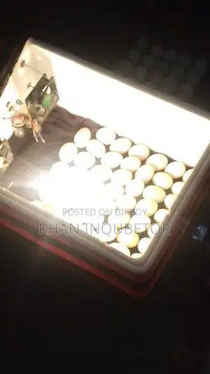 AC DC Incubator Machine