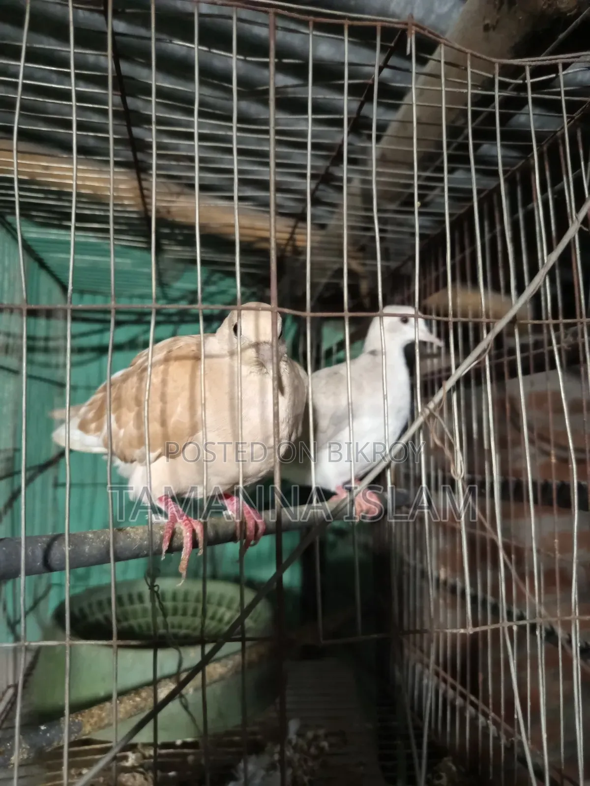 Australian Dove