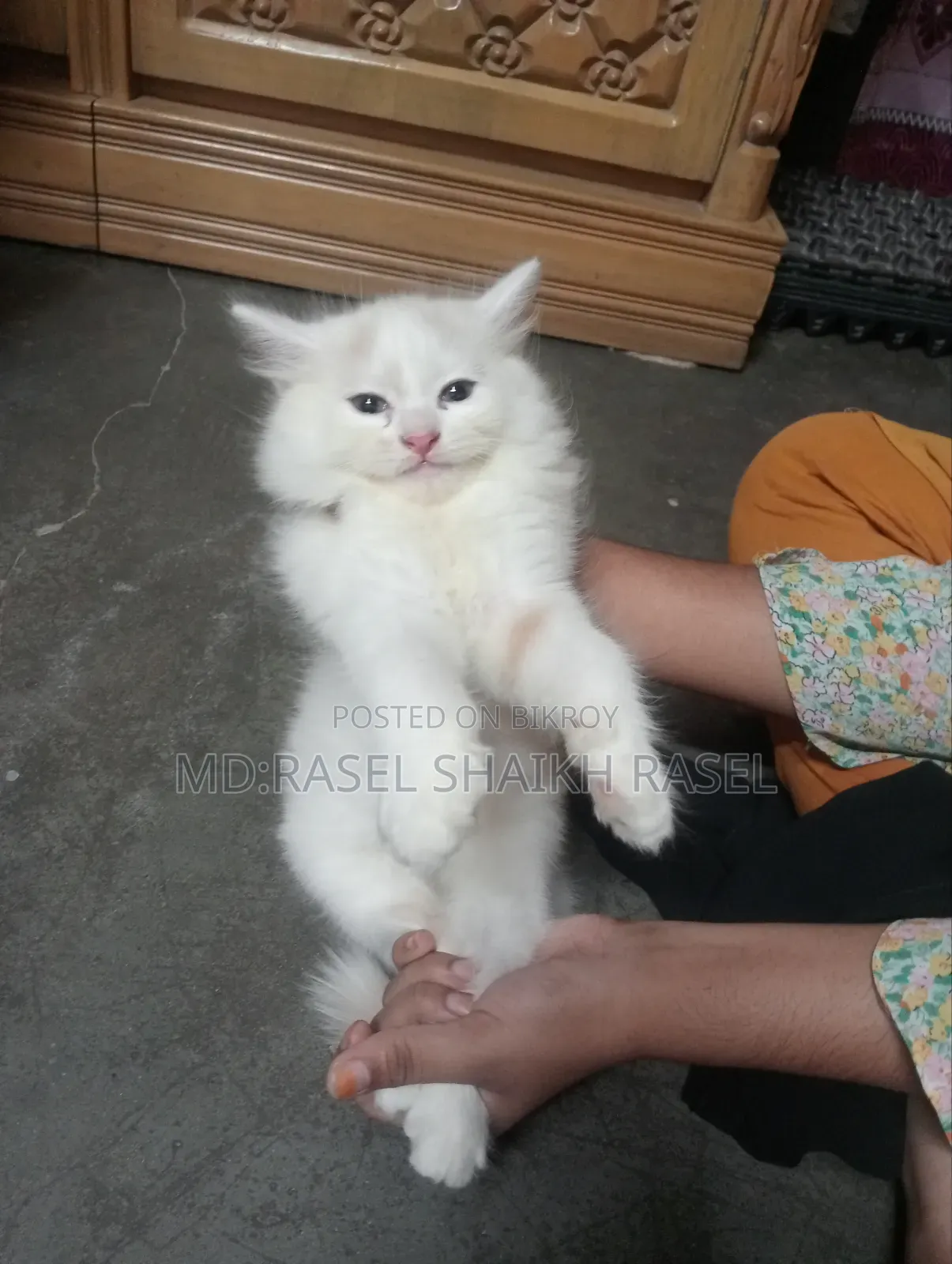 1-3 months Male Mixed Breed Persian