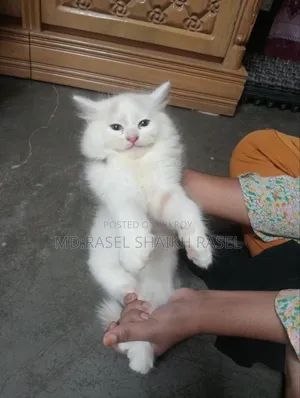 1-3 months Male Mixed Breed Persian