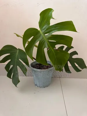 Monstera Deliciosa Indoor Plant