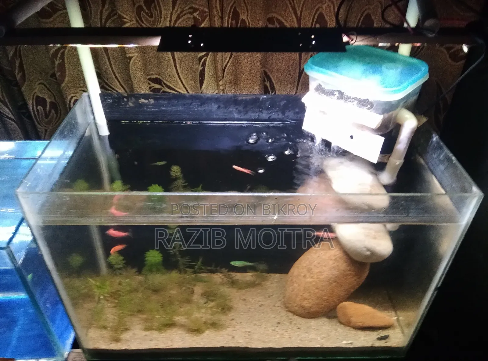 Planted Aquarium Full Setup 1.5 Feet / 9"