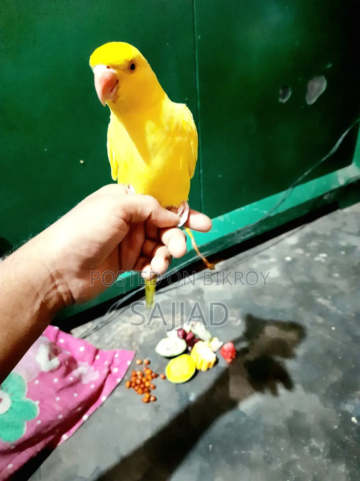 Lutino Ringneck Parrot Pair