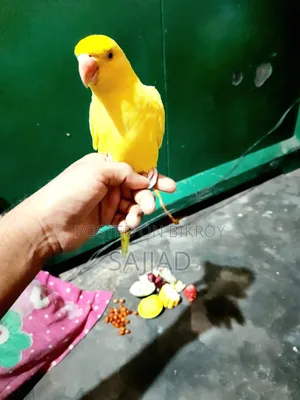 Lutino Ringneck Parrot Pair