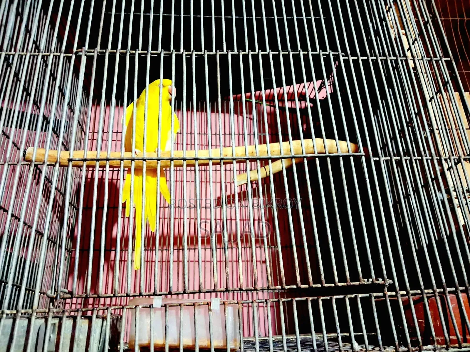 Lutino Ringneck Parrot Pair