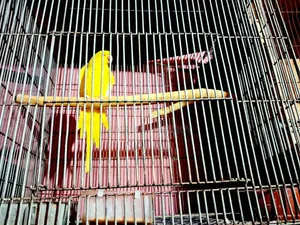 Lutino Ringneck Parrot Pair