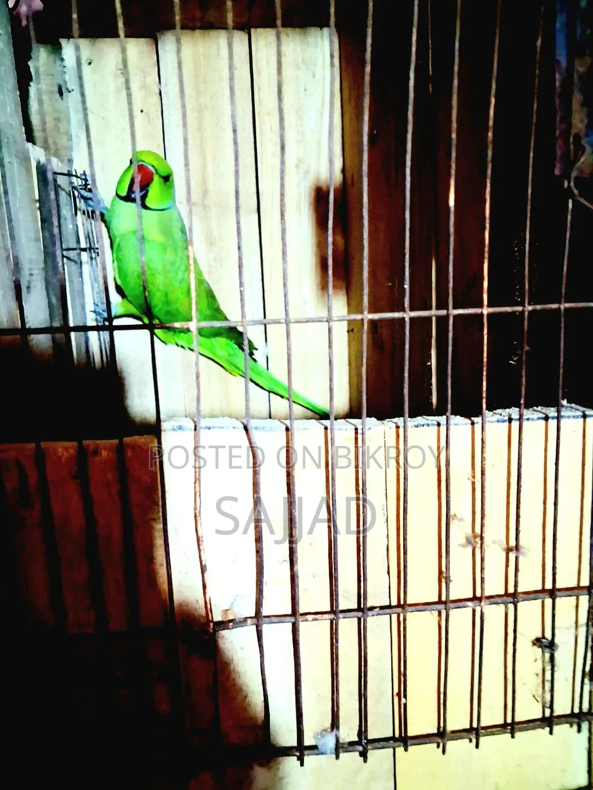 Lutino Ringneck Parrot Pair