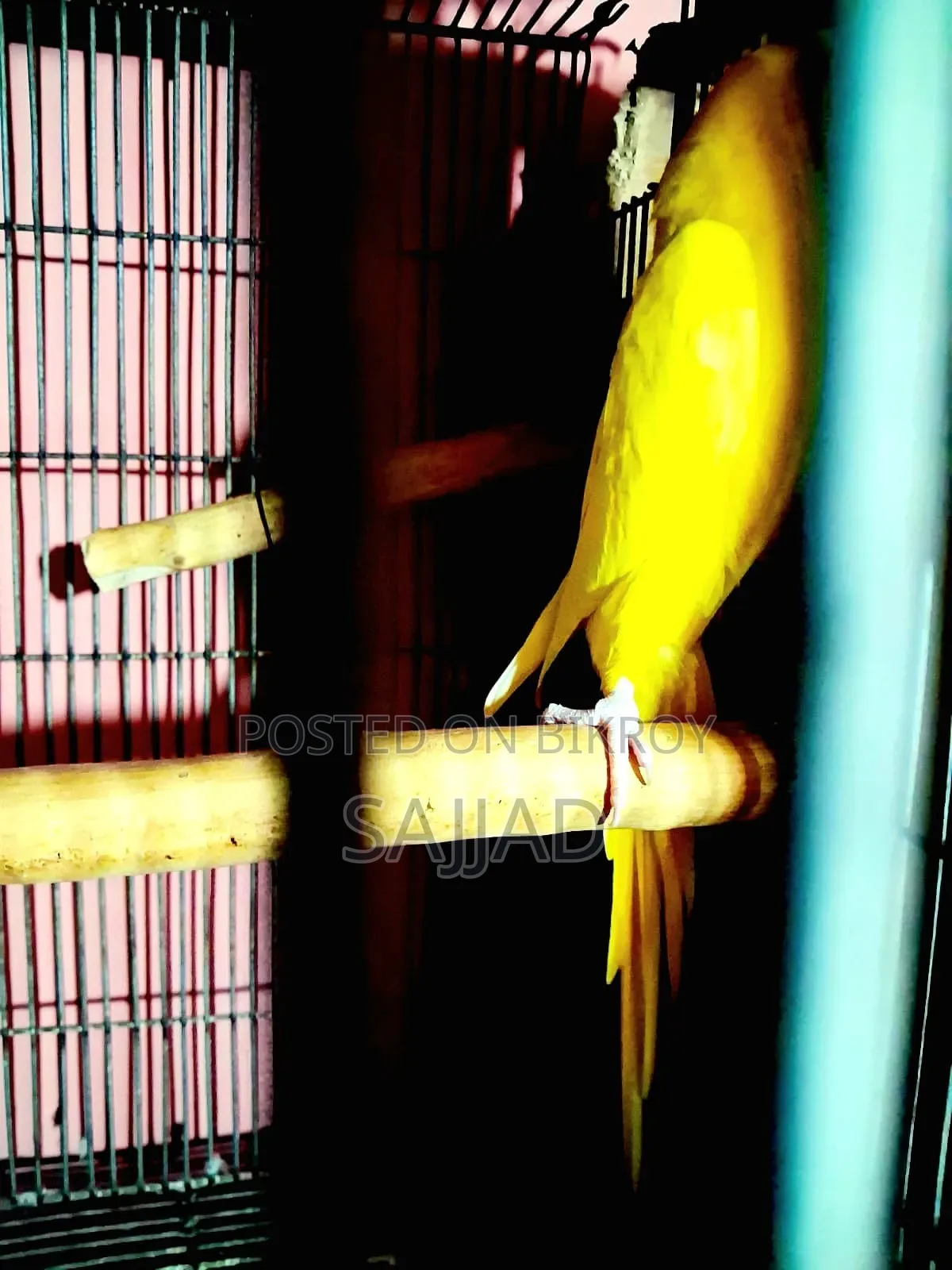 Lutino Ringneck Parrot Pair