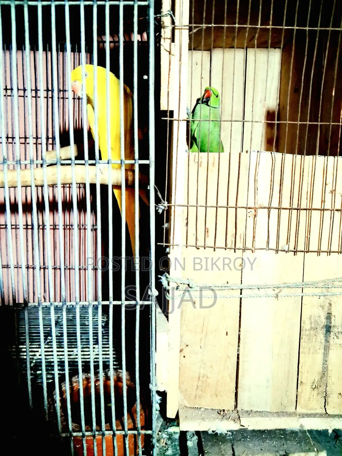 Lutino Ringneck Parrot Pair