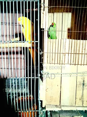 Lutino Ringneck Parrot Pair