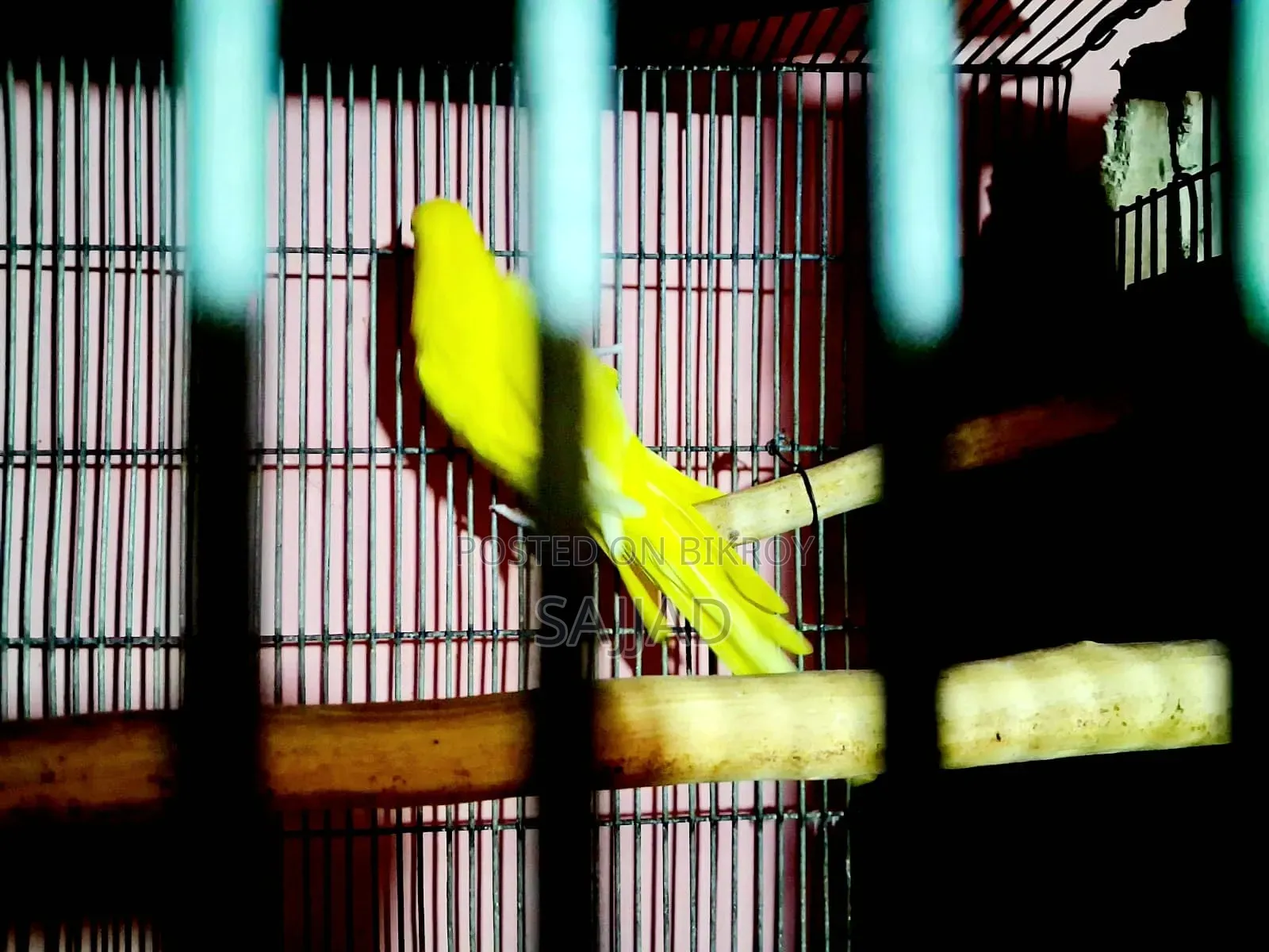 Lutino Ringneck Parrot Pair