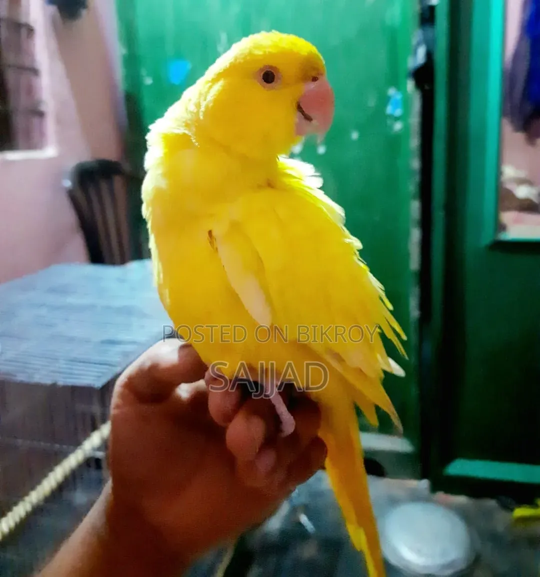 Lutino Ringneck Parrot Pair