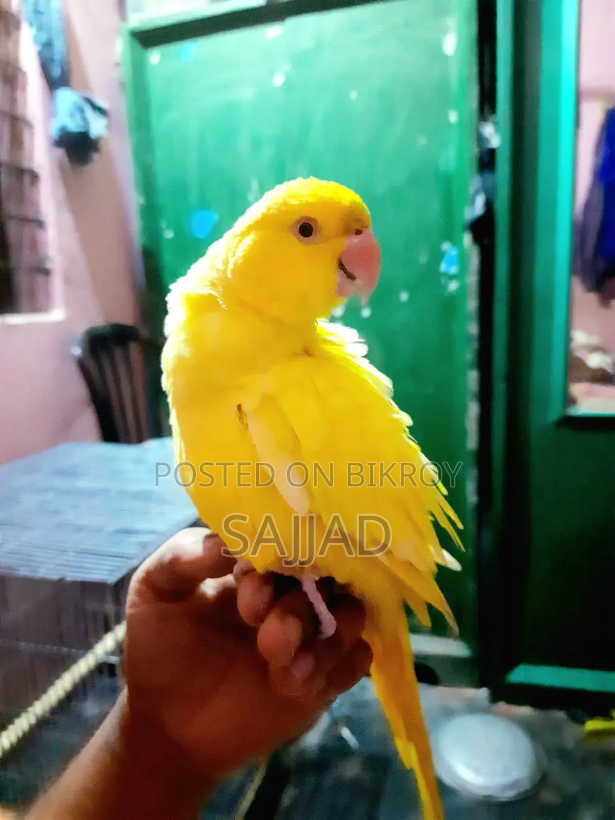 Lutino Ringneck Parrot Pair