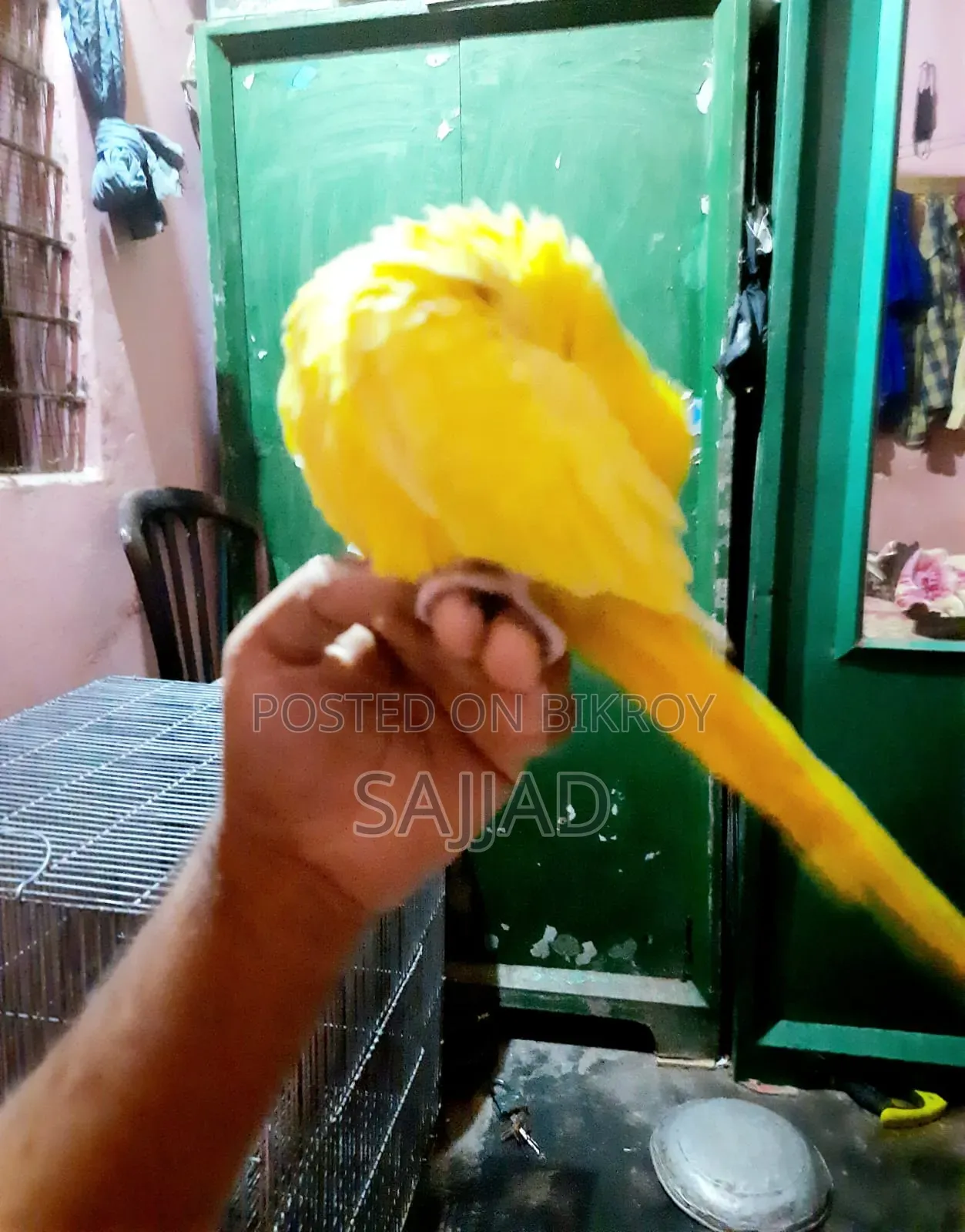 Lutino Ringneck Parrot Pair
