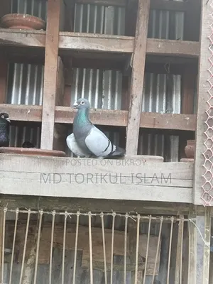 Good Bloodline Racer Pigeon