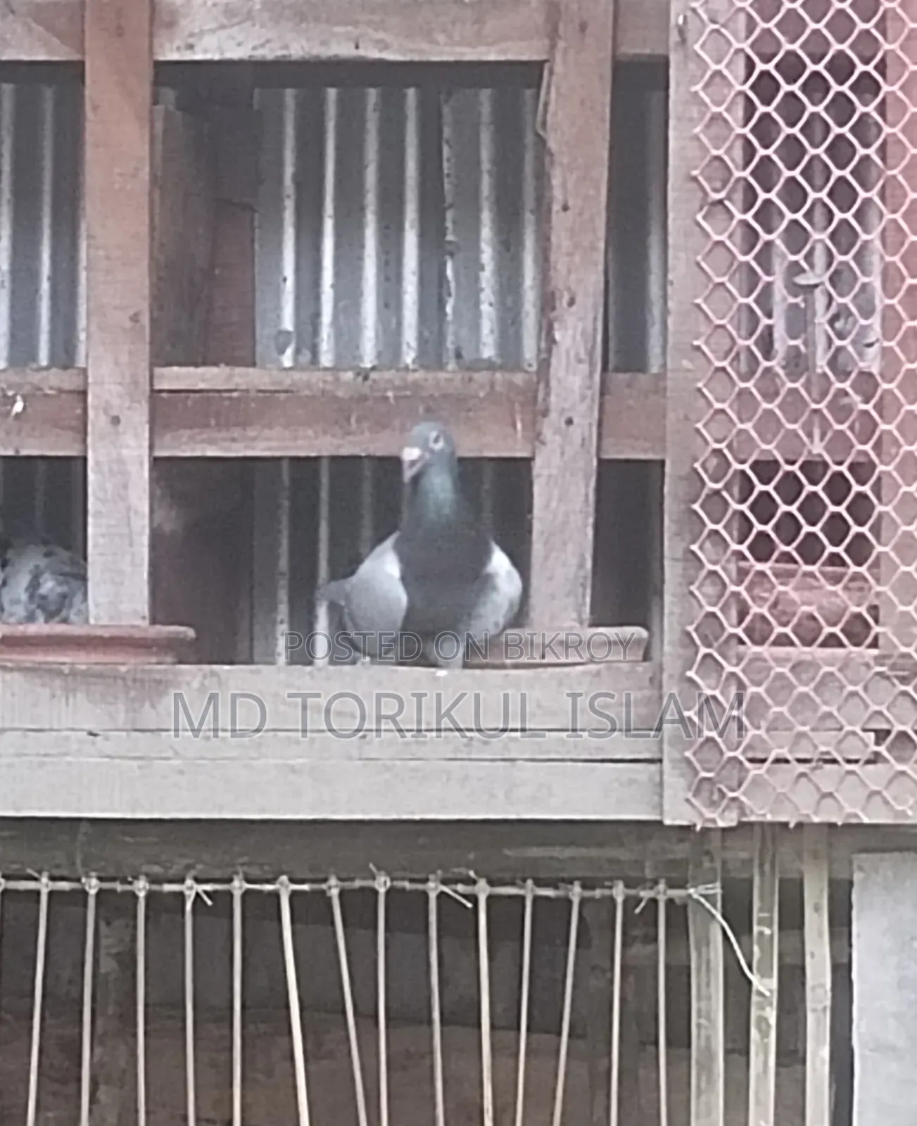 Good Bloodline Racer Pigeon