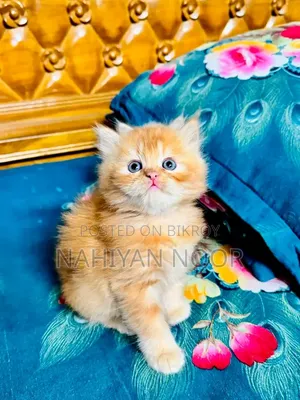 ১-৩ মাসের ফিমেল পিওরব্রেড পার্সিয়ান