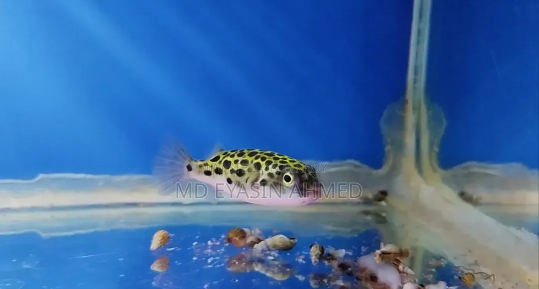 Puffer Fish