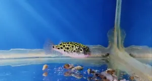 Puffer Fish