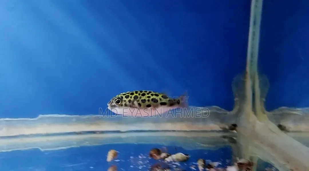 Puffer Fish