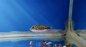 Puffer Fish