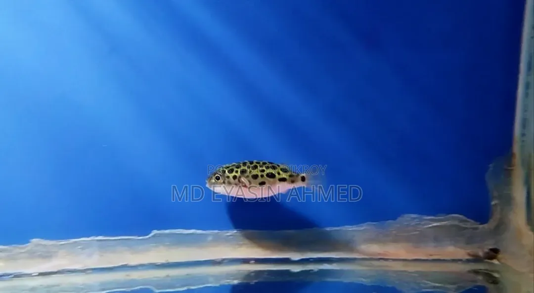 Puffer Fish