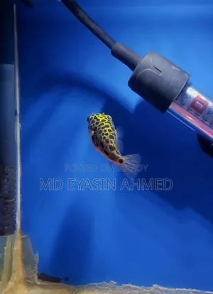Puffer Fish