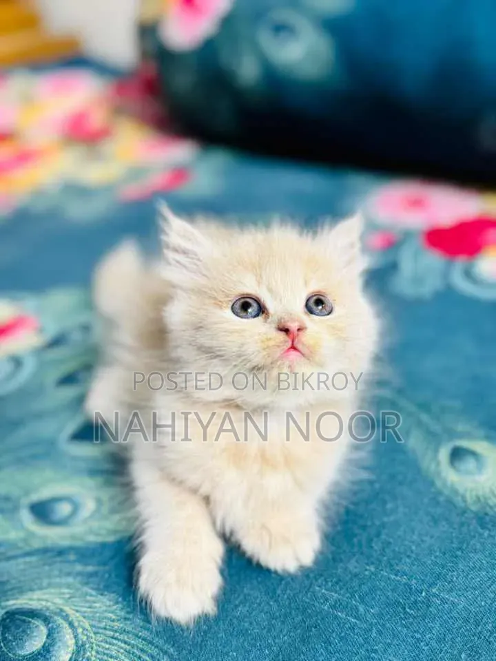 1-3 months Female Purebred Persian