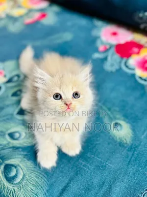 1-3 months Female Purebred Persian