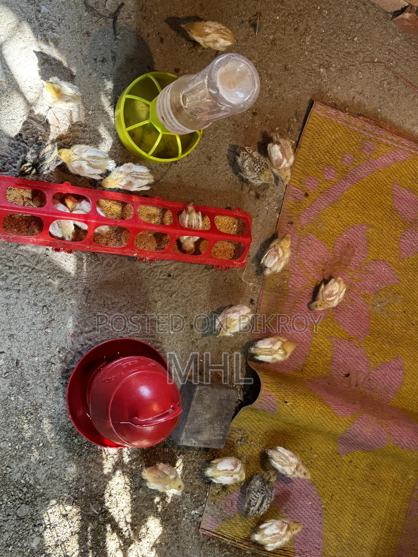 জায়ান্ট কটোনিক্স কোয়েল এর বাচ্চা