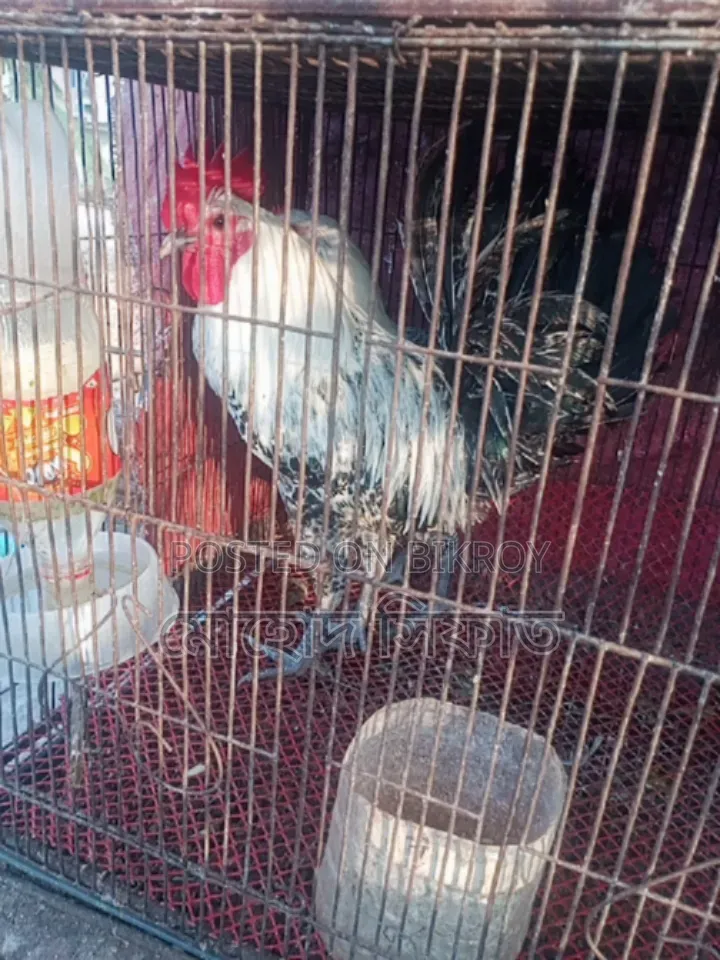 মরগী সেল হবে