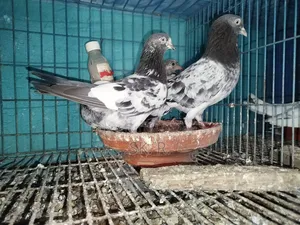 Pakistani Pigeon Sale