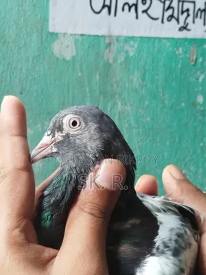 Pakistani Pigeon Sale