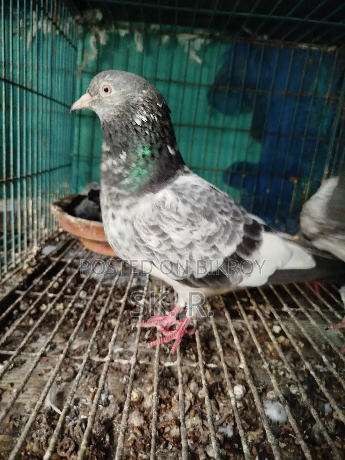 Pakistani Pigeon Sale