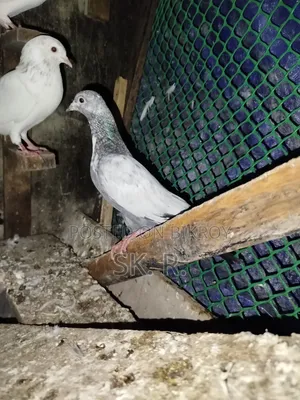 Pakistani Pigeon Sale