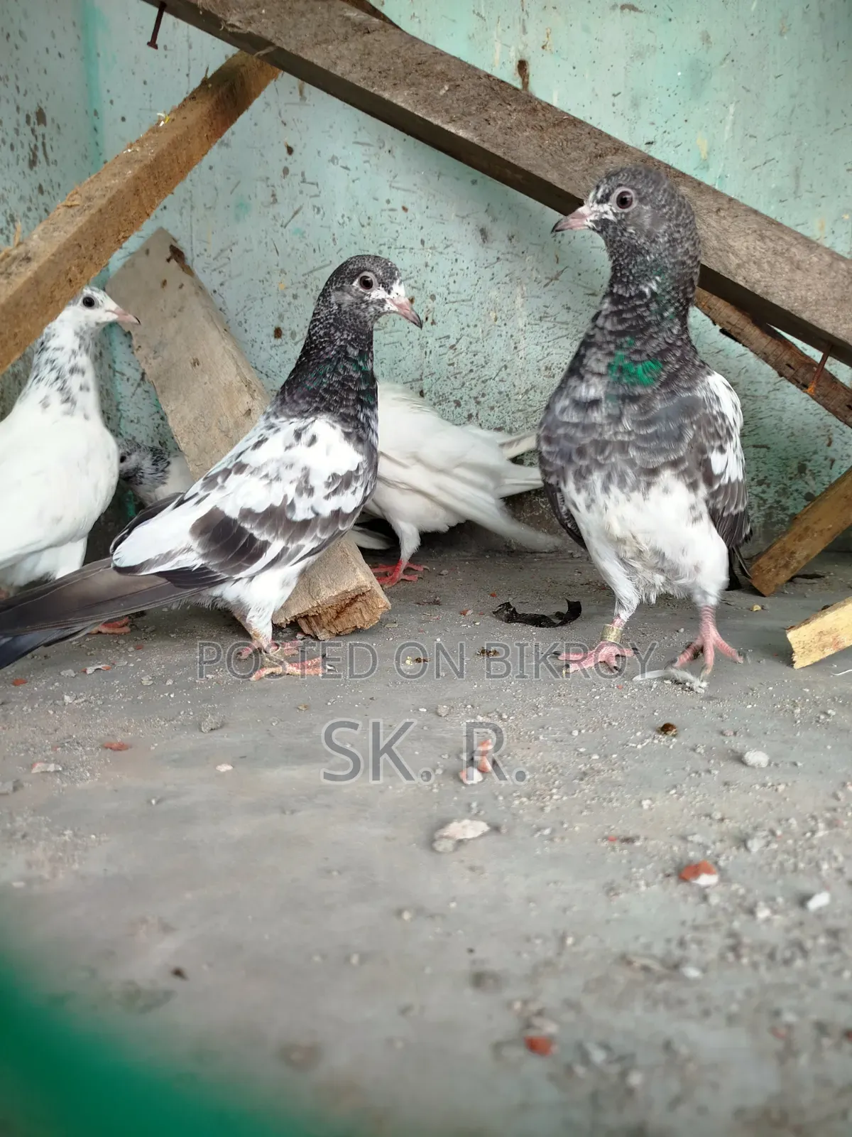 Pakistani Pigeon Sale