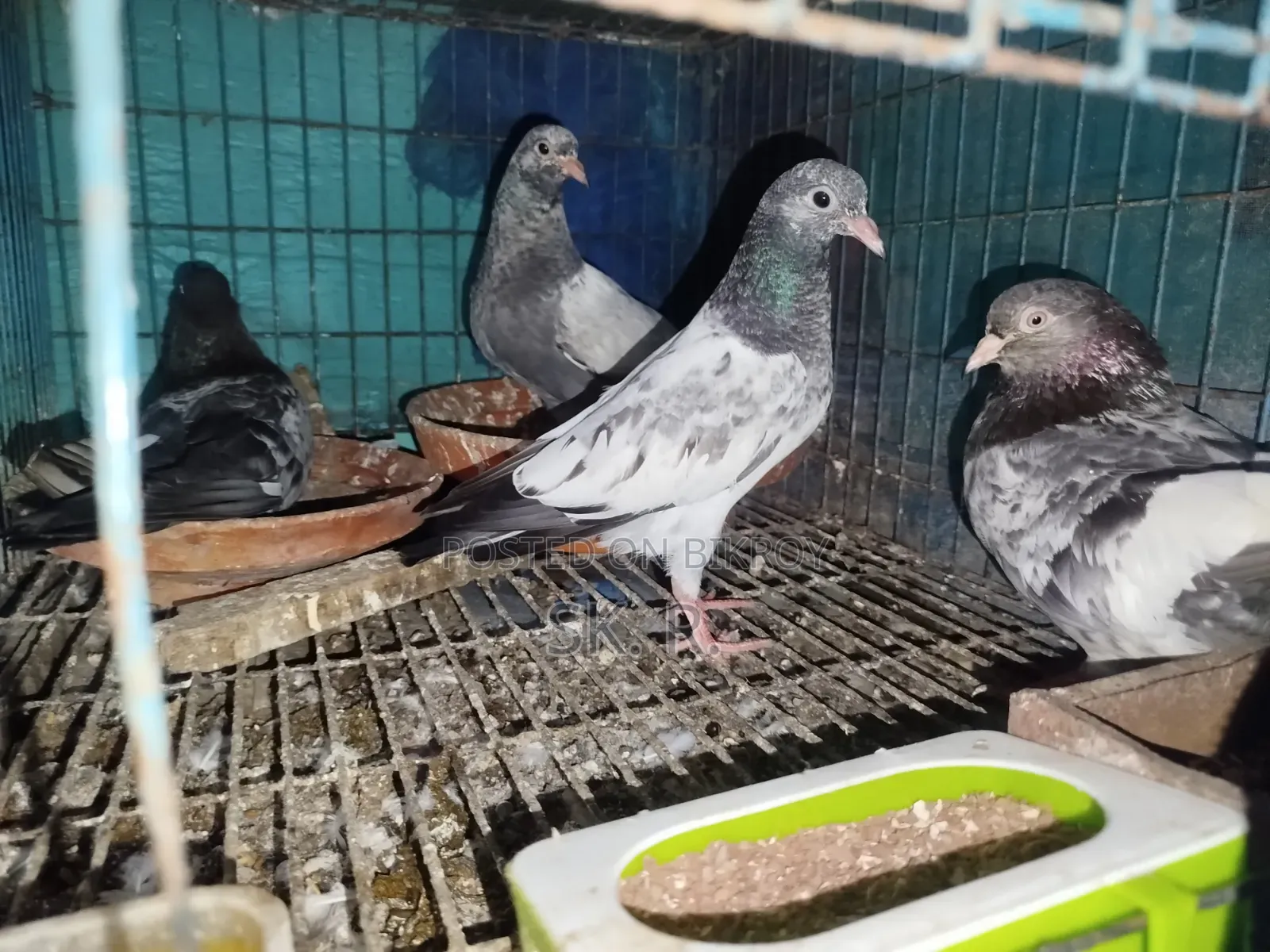 Pakistani Pigeon Sale