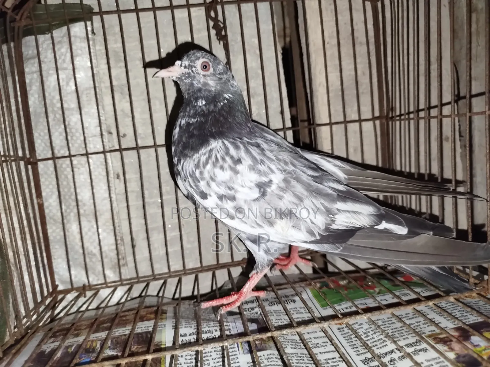 Pakistani Pigeon Sale