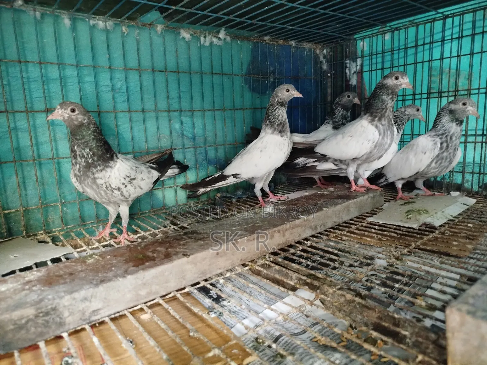 Pakistani Pigeon Sale