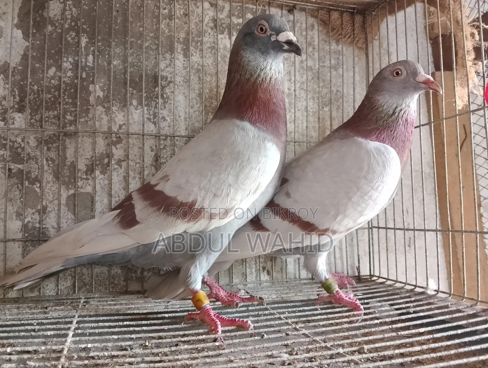 Racer Pigeon