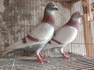Racer Pigeon